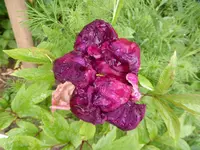 P1110023.webp