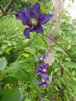 P1110280.webp