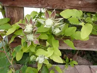 P1110303.webp