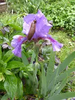 P1110243.webp