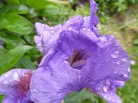 P1110245.webp