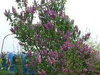 k-Flieder (2).webp
