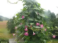 Prunkwinde.webp