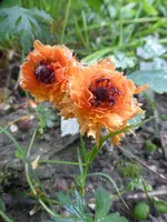 P1110275.webp