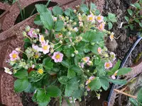 Rekord Erdbeere.webp