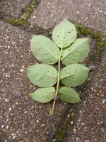 P1110346.webp