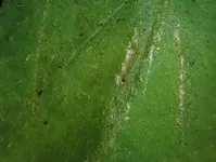 veraenderung_blatt.webp