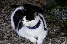 Nora Katze.webp
