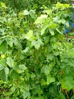 schwarze Johannisbeere.webp