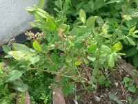 Heidelbeere3.webp