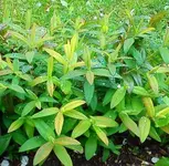 Johanniskraut seitlich.webp Johanniskraut seitlich.webp