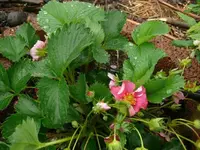 k-Erdbeere Camera F1.webp