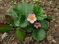 k-Erdbeere Merosa.webp