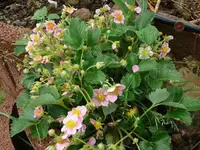 k-Erdbeere rosa Hängeerdbeere.webp