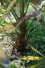 SAM_1264.webp