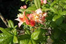 SAM_1266.webp