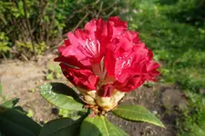 SAM_1268.webp