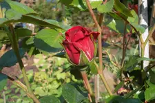 SAM_1269.webp