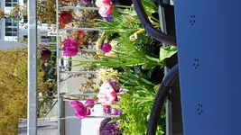 20160505_142743.webp