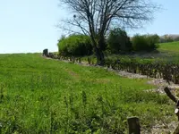 image.webp