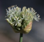 Allium_weiss 160513.jpg