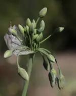 Bulgarischer Lauch 160513.webp