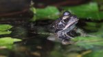 Frosch 160513.jpg