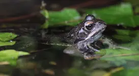 Frosch 160513.webp
