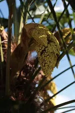 Palme 160513.webp