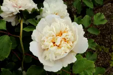2016-05-13-8435.webp