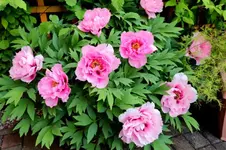 2016-05-13-8439.webp