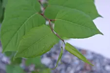 DSCF8545.webp