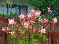 k-Akelei (2).webp