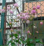 k-akelei (5).webp