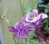 k-akelei (7).webp
