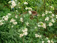 k-Apfelbeere.webp