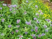 k-P1100544.webp
