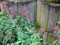 k-P1100546.webp