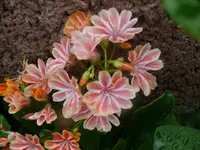 k-P1100551.webp