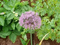 k-P1100553.JPG