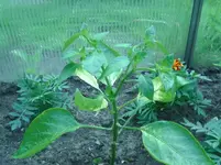 Chilli.webp