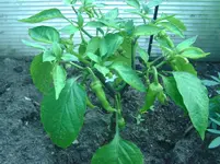 Chilli (3).webp