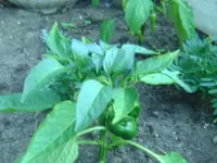 Paprika.webp