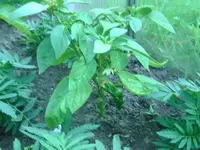 Paprika (2).webp