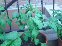 Tomaten (2).webp