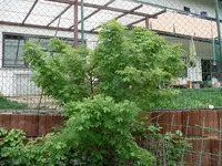 k-P1100559.webp
