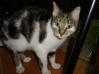 Mausi_1.webp