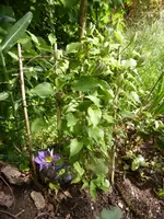 P1110470.webp