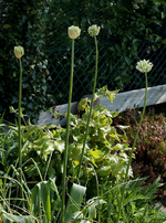 Aganpanthus weiss_erste Blüten_800.webp