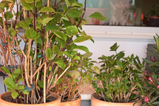 Hortensien_erste Knospen im WiKa_700.webp